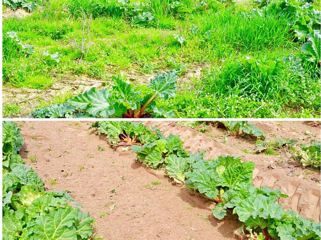 Bineuse sur le rang ZUZA 3 - 1, 2 ou 3 rangées - Éléments rotatifs pour cultures maraîchères et fruitières - JAGODA JPS Agromachines_7