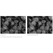 Digital Sight 10 - Caméra Nikon avec capteur CMOS FX, résolution 6K et haute sensibilité_8