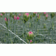 Filet à ramer/tuteurer - 1.70m, 1000m_7