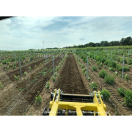 Déchaumeur à disques indépendants pour la vigne, les vergers et le maraîchage - Agroland WINEDISC_7
