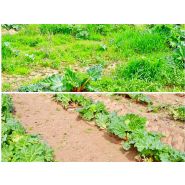 Bineuse sur le rang ZUZA 3 - 1, 2 ou 3 rangées - Éléments rotatifs pour cultures maraîchères et fruitières - JAGODA JPS Agromachines_7