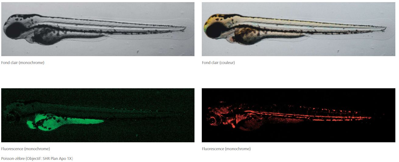 Digital Sight 10 - Caméra Nikon avec capteur CMOS FX, résolution 6K et haute sensibilité_9