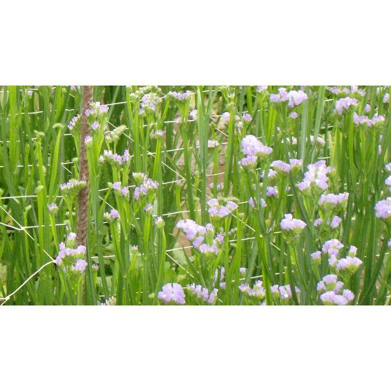 Filet à ramer/tuteurer - 1.70m, 1000m_8