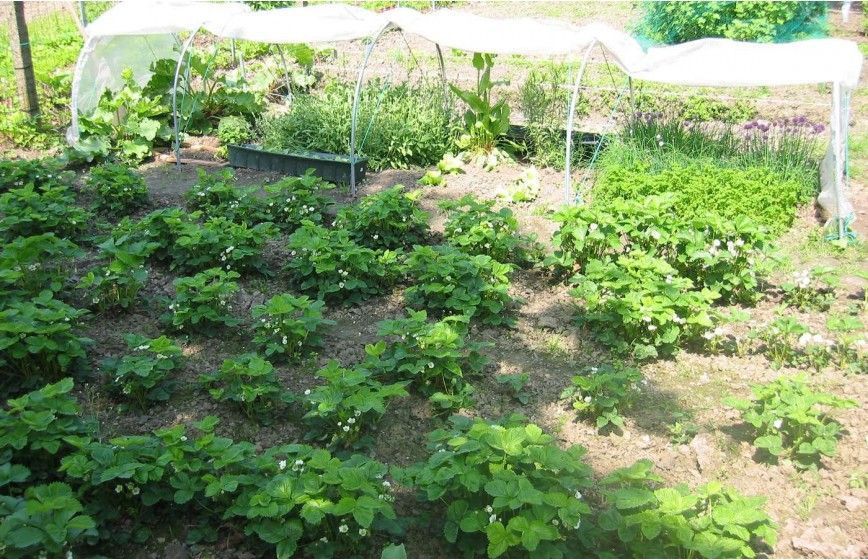 Tunnel de forçage idéal pour la protection de vos cultures hâtives de printemps et vos plantations d'automne_8