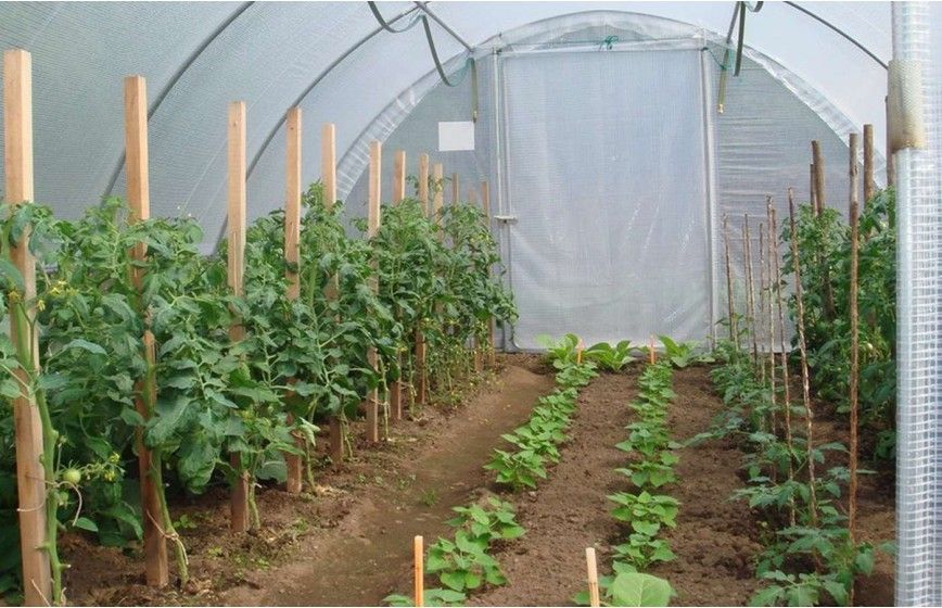 Serre de jardin avec aérations latérales et pieds droits de  0,50 m de haut - GOTHIQUE_8