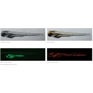 Digital Sight 10 - Caméra Nikon avec capteur CMOS FX, résolution 6K et haute sensibilité_9