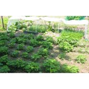 Tunnel de forçage idéal pour la protection de vos cultures hâtives de printemps et vos plantations d'automne_8