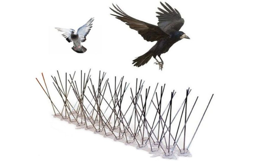 Pic anti Pigeon pour une Protection Anti-Oiseau Pointes d'Oiseaux
