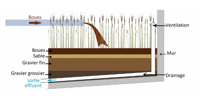 Séchage végétal des boues