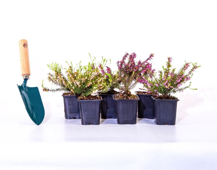 Horticulture Horticulture